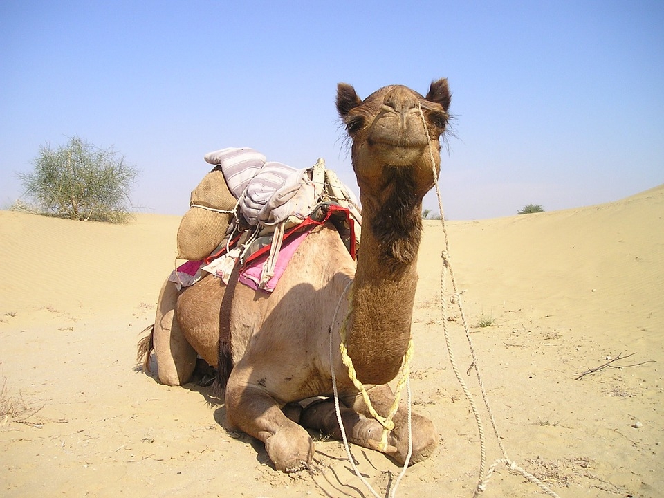 낙타 사막 모로코