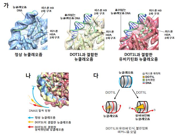 (그림2) 복합체 구조에서 확인된 뉴클레오좀의 불안정화 현상.가. 정상적인 뉴클레오좀(파란색, 녹색)과 비교했을 때, DNA가 풀리고 히스톤 2차 구조가 손실되는 불안정화 현상이 관찰됨.나. 정상 뉴클레오좀과 DOT1L이 결합한 뉴클레오좀, 그리고 DOT1L이 결합한 유비퀴틴화 뉴클레오좀을 비교했을 때, 유비퀴틴화된 뉴클레오좀에서 불안정화 효과가 가장 강한 것이 확인됨.다. DOT1L에 의한 유전체 인식, 불안정화 모델. 유비퀴틴화가 DOT1L의 메틸화 기능은 물론, 불안정화 기능까지 강화시키는 것을 최초로 규명함.