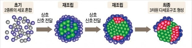 두 종류의 세포가 서로 생체 신호를 주고받으며 3차원 구조로 조립되고 있다. 한국생명공학연구원 제공