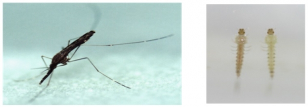 얼룩날개모기 암컷 성충(왼쪽)과 유충. (사진=질병관리본부 제공)