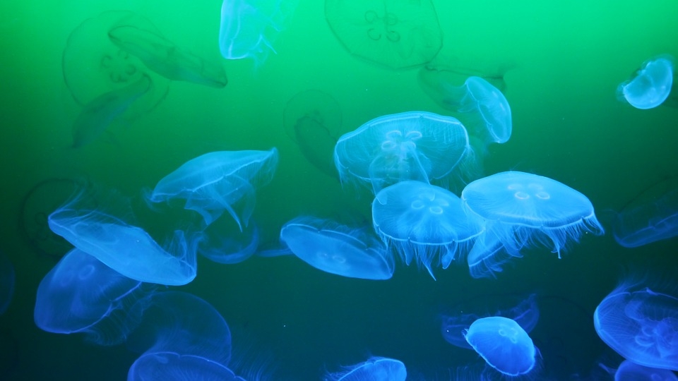 해파리(Jellyfish)