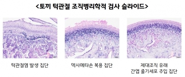 토끼 턱관절 조직병리학적 검사 슬라이드 집단별 비교
