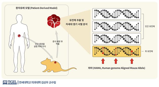 연구팀은 쥐와 사람에게서 나타나는 모든 유전자 서열 차이를 찾고 이를 하마(HAMA, Human genome Aligned Mouse Allele)라고 정의했다. (그림=연세대학교)