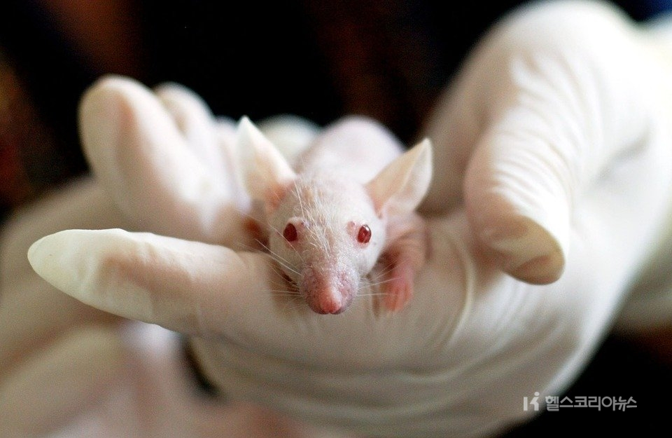 동물실험 연구개발(R&D) 임상실험 임상시험