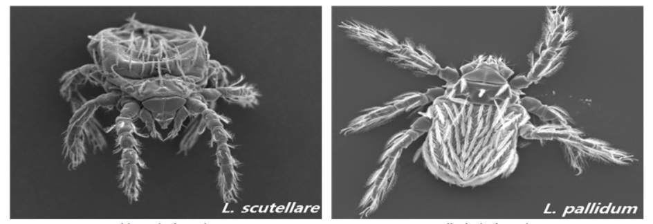 쯔쯔가무시증을 매개하는 털진드기. 왼쪽부터 활순털진드기, 대잎털진드기. (자료=질병관리청)