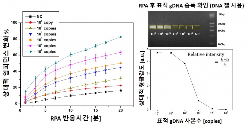 (그림 2) (왼) 나노갭 임피던스 센서의 병원성 대장균 O157:H7의 표적 DNA 검출 성능. (오) RPA 후 표적 DNA의 증폭 여부를 확인하기 위한 전기영동 사진과 증폭된 표적 DNA 밴드의 상대적 형광 강도. 표적 DNA 농도를 변화시킨 시료를 각각 RPA로 표적 DNA를 증폭시키면서 나노갭 센서로 임피던스 변화를 측정하여 그래프로 그려본 결과, 표적 DNA가 없는 시료의 용액 임피던스 값의 변화에 비해 표적 DNA 농도가 높은 시료가 더 높은  용액 임피던스 변화값을 보였다. 이를 바탕으로 시료 내의 병원체 검출이 가능하다. 출처 : 재단법인 바이오나노헬스가드연구단 이현정 책임연구원