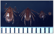 작은소피참진드기 = 암컷, 수컷, 약충, 유충 순서(눈금한칸: 1mm)