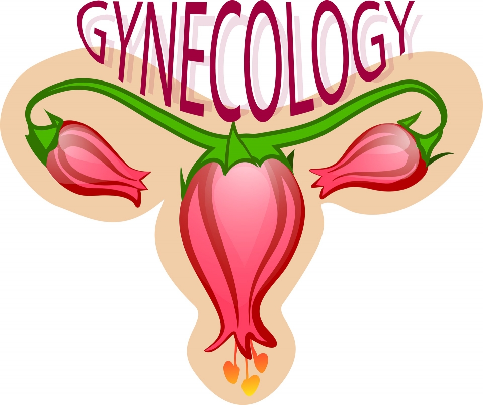 자궁(uterus) gynecology(부인병학)
