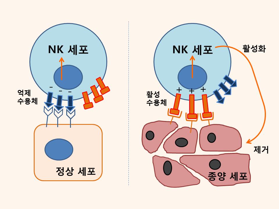 [図1] 活性化されたNK細胞ががん細胞を殺害する過程。