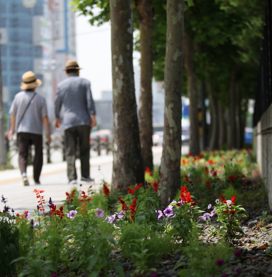 인하대병원 직원과 가족들이 인천 중구청과 함께 '행복한 마을길 만들기'를 위해 옮겨 심은 꽃들이 도로에 이쁘게 피어있다.