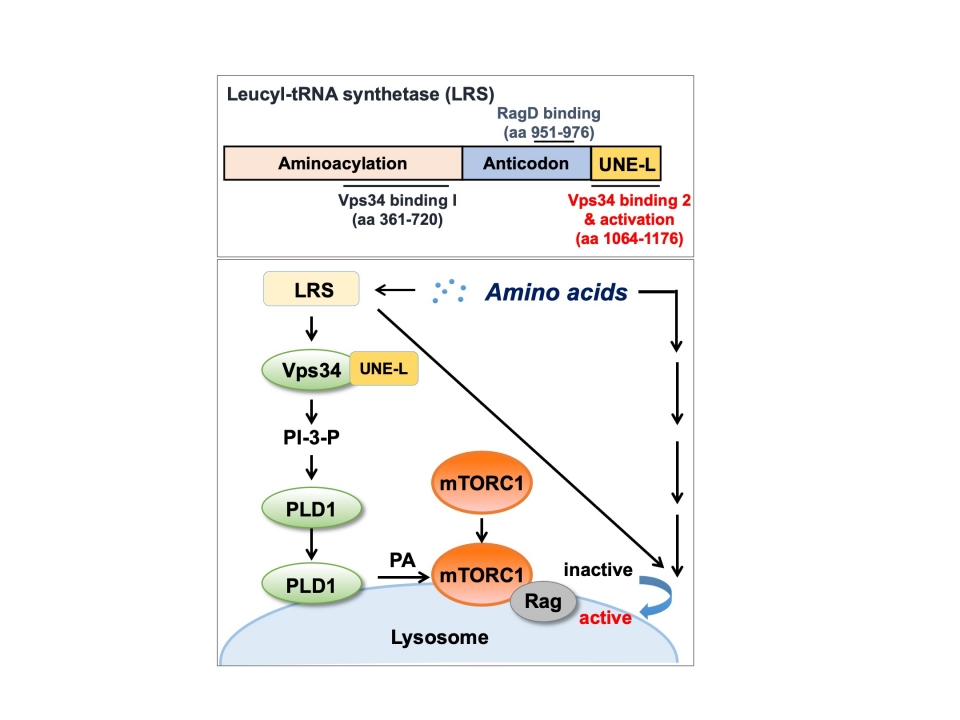 류신-tRNA합성효소의 구조와 류신-tRNA 합성효소와 UNE-L의 mTORC1 활성화 기전.