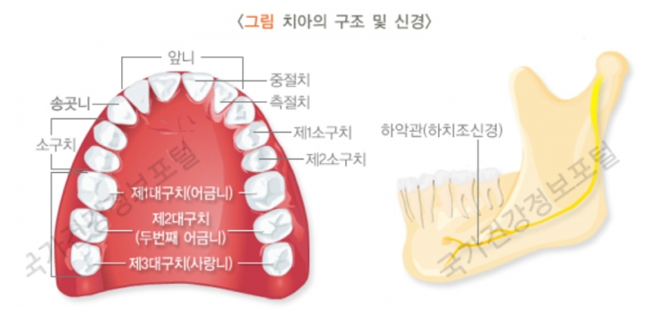 치아의 구조 및 신경 [출처:국가건강정보포털]