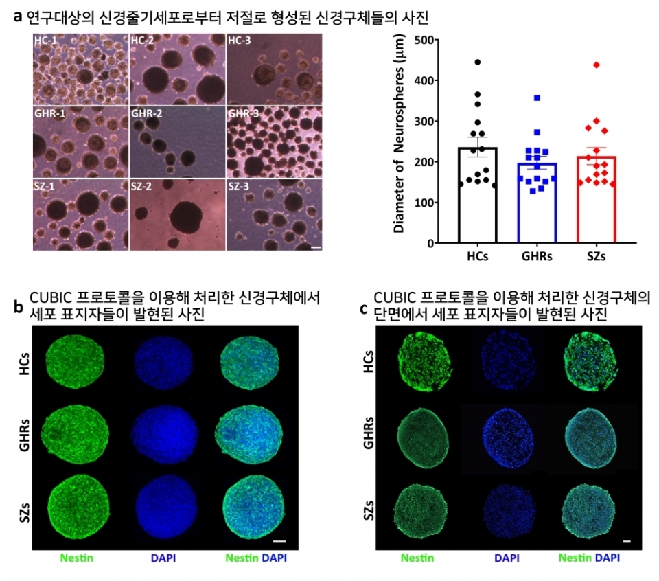 [그림3] 최신 줄기세포 기술을 활용해 만든 신경줄기세포를 비교 분석한 결과
