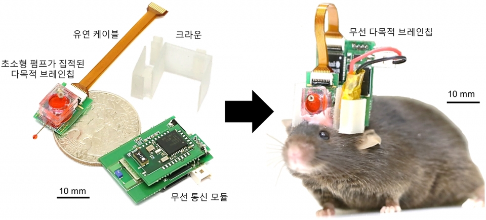 약물 전달와 뇌신호 측정이 동시에 가능한 무선 다목적 브레인칩과 이를 장착한 생쥐 [사진=고려대의료원 제공]