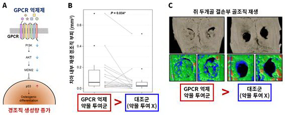 (A) GPCR 억제제를 통한 경조직 재생 기전GPCR 억제제를 투여하면 세포 내 신호전달체계를 따라 PI3K, AKT, MDM2 단백질이 순차적으로 감소하고, 결과적으로 p53 단백질이 증가하여 줄기세포의 경조직 생성 세포로의 분화를 촉진한다. (B, C) GPCR 억제제 투여시 치아 경조직 및 골조직 생성량 비교 (B) 성견 치아에 GPCR 억제 약물을 투여한 경우 투여하지 않은 대조군과 비교하여 많은 양의 경조직이 재생되는 것을 확인했다. (C) 쥐 두개골 결손부에 GPCR 억제 약물을 투여한 경우 투여하지 않은 대조군과 비교하여 많은 양의 골조직이 재생되는 것을 확인했다.