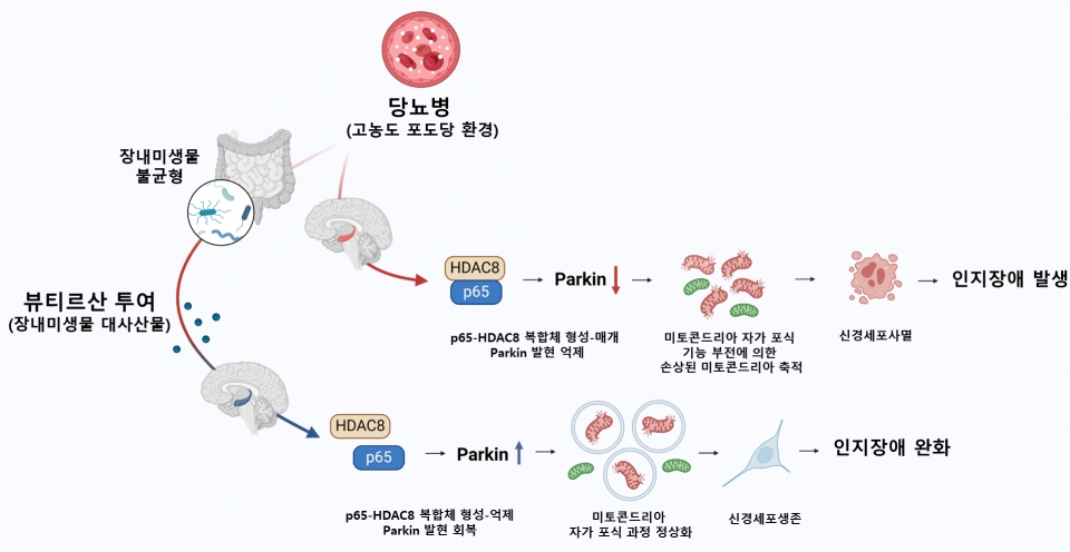 뷰티르산에 의한 당뇨병성 인지장애 회복 기전당뇨병(고농도 포도당)은 장내미생물의 불균형을 초래하였고, 신경세포에서 p65-HDAC8 복합체 형성을 유도하여 Parkin 발현을 감소시켰다. Parkin의 발현 억제는 미토콘드리아 자가포식의 기능 부전을 유발하여 손상된 미토콘드리아가 축적됨으로써 신경세포 사멸 및 인지 장애를 발생시켰다. 뷰티르산은 p65-HDAC8 복합체 형성을 억제함으로써 Parkin 발현을 회복시켰다. 그 결과 뷰티르산은 당뇨병(고농도 포도당)으로 인한 신경세포 사멸을 억제하여 인지 장애를 완화하였다.