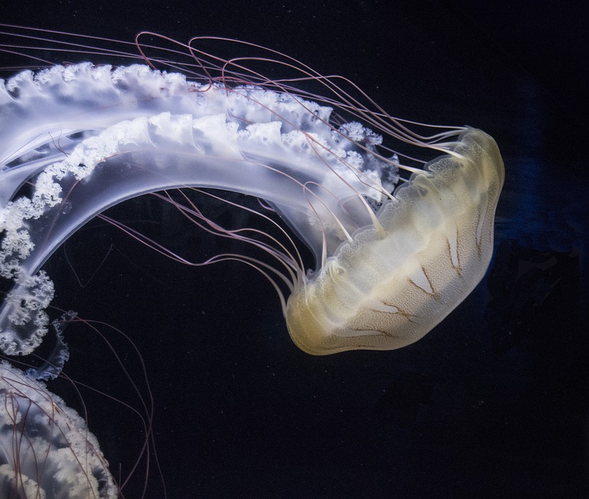해파리(Jellyfish)