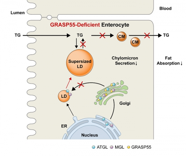 장내 지질 분해를 담당하는 효소인 ‘ATGL’과 ‘MGL’의 지방 방울(lipid droplet)로의 이동에 골지 단백 중 하나인 ‘GRASP55’가 관여함을 새롭게 발견함. GRASP55가 결여된 동물 모델에서 지질 분해 효소의 세포내 이동에 문제가 발생하여 지방 방울의 분해가 저해되고 이로 인해 킬로미크론(CM) 합성 역시 저해되어 결과적으로 체내 지방 흡수가 감소하게 됨.