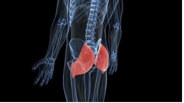 엉덩이 부위에 위치하여 다리를 뒤쪽으로 당기는 작용 즉 고관절을 펴는 작용을 하는 근육인 대둔근(大臀筋)은, 인체의 단일 근육 중에서 가장 큰 힘을 내는 근육이다.