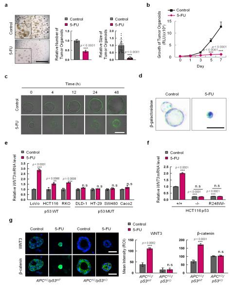 (그림 1) 5-FU 처리 시 p53 의존적 WNT 신호 전달계 증가를 통한 암 줄기세포 증가5-FU에 반응성이 있으며 Lgr5 관찰 가능한 대장암 모델 쥐 (ApcMin/+/Lgr5EGFP)의 암세포 유래 오가노이드에 5-FU 처리 시 Lgr5+ 암 줄기세포가 크게 증가되며, WNT 활성도 확인 가능한 유전자인 Axin2 관찰 가능한 대장암 모델 쥐 (ApcMin/+/Axin2LacZ) 암세포 유래 오가노이드를 이용해 5-FU 처리 시 WNT 신호전달계가 증가됨을 확인하였다. 또한, WNT 신호전달계의 활성화는 5-FU 처리에 의해 활성화되는 p53이 전사인자로 작용하여 증가시키는 WNT ligand의 발현을 통함을 사람 장 세포 유래의 오가노이드에 유전자 가위 Crispr/Cas9을 이용한 p53 knock-out을 통해 확인하였다.