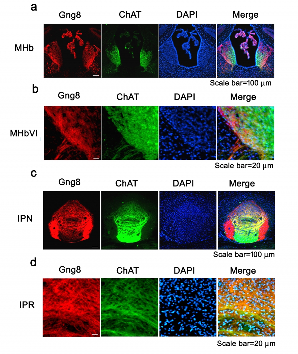 인지장애 원인유전자 GNG8을 발현하는 뇌신경세포의 동정지적장애, 발달장애 환자의 전유전체 분석을 통해 발굴한 원인유전자 (gng8)의 단백질의 뇌 내 발현 관찰. 내측 고삐핵(MHb)-대뇌다리사이핵(IPN) 회로에서 특이적으로 발현하는 gng8 단백질은 콜린성 신경세포 (ChAT 항체로 염색됨)에서 발현됨을 확인함. 또한, gng8이 결핍된 생쥐의 경우, 인지기능 지표인 ChAT 발현이 현저히 감소한 것을 확인함.(Molecular Psychiatry, 2020)