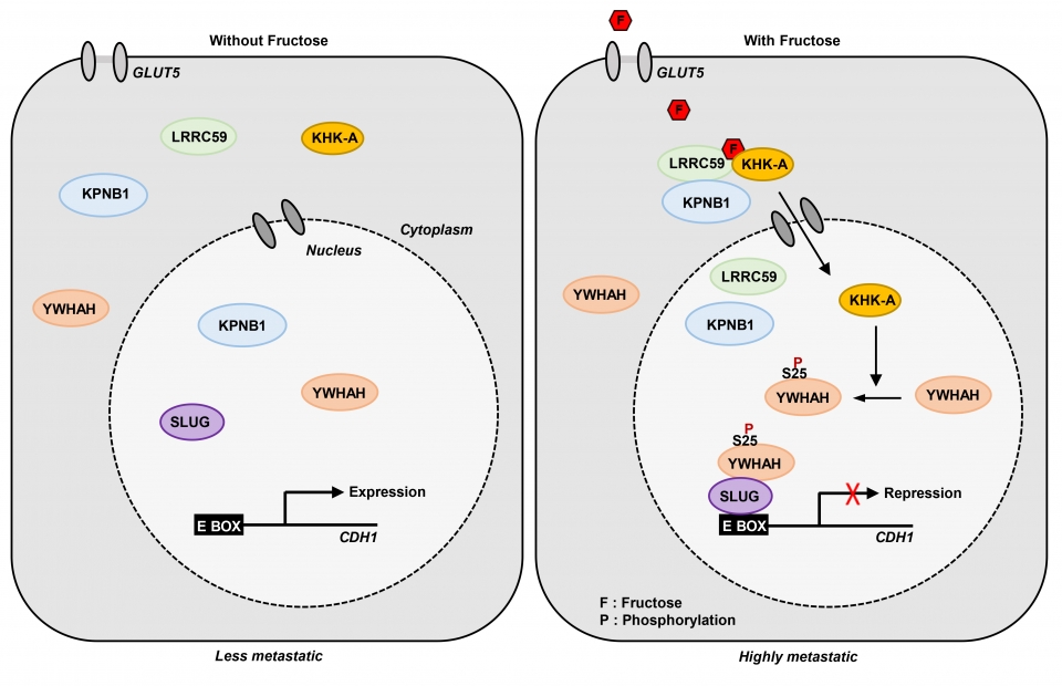 본 연구에서 규명된 ‘Fructose – KHK-A - YWHAH’신호전달 체계.  과당은 세포 내로 들어왔을 때 KHK-A가 핵 이동인자인 LRRC59/KPNB1과 결합하는 것을 촉진한다. 이후 KHK-A는 세포 핵 내로 이동하여 YWHAH의 25번 세린 잔기를 인산화하고 YWHAH는 SLUG과 결합하여 암억제 유전자인 CDH1의 전사를 통제함으로써 Epithelial-Mesenchymal Transition을 유도하고 결과적으로 암의 전이가 촉진된다.