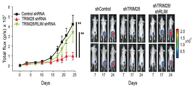 TRIM28 및 RLIM 단백질 조절을 통하여 폐암을 조절할 수 있음을 동물 모델에서 검증함폐암세포, TRIM28 shRNA 또는 TRIM28/RLIM shRNA 포함하는 폐암세포의 종양 성장을 나타내는 그래프 (좌) 또는 폐암의 발광으로 표시 (우). shTRIM28을 처리한 폐암세포에서 종양성장이 억제되며, TRIM28/RLIM shRNA을 처리한 폐암세포에서는 종양이 성장됨을 확인하였다. * shRNA(short hairpin RNA) : 특정 단백질이 덜 발현되도록(knock down) 만들어주는 간섭 RNA의 일종