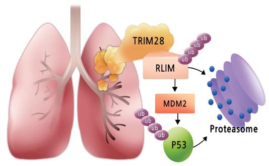 정상폐와 폐암에서의 TRIM28-RLIM-MDM2-p53의 연속적인 조절 메커니즘폐암환자에서 TRIM28의 발현양이 증가되어 있어, 이로 인해 RLIM 단백질 분해를 유도하여 RLIM의 발현양을 줄어들게 함. 이로 인해 RLIM에 의해 분해가 되는 MDM2의 단백질은 증가하게 되며, 증가된 MDM2로 인해 대표적인 종양억제 단백질인 p53이 분해되어 폐암이 발생하게 됨.