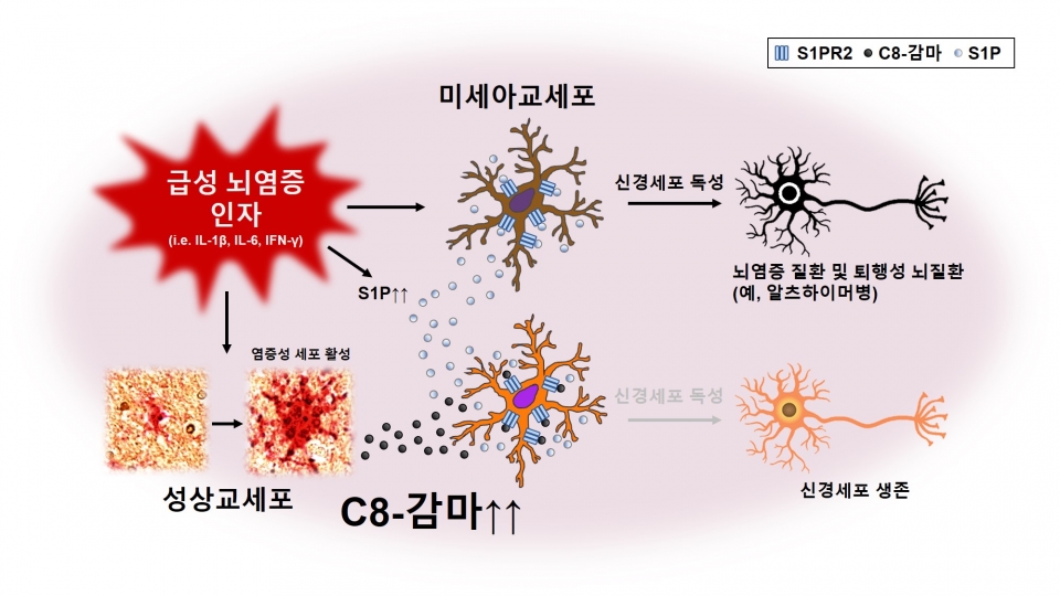 [그림 3]  C8-감마의 발현 및 기능 기전C8-감마는 급성 뇌염증 인자에 의해 성상교세포에서 발현이 증가하고 분비된다. 한편 뇌염증 상황에서 스핑고신-1-포스페이트(S1P)가 스핑고신-1-포스페이트 수용체2(S1PR2)에 작용하여 미세아교세포의 활성을 유도하는 과정에 대해 C8-감마가 이들의 상호작용에 대해 경쟁적으로 저해하여 미세아교세포의 활성을 억제한다는 것을 규명했다.