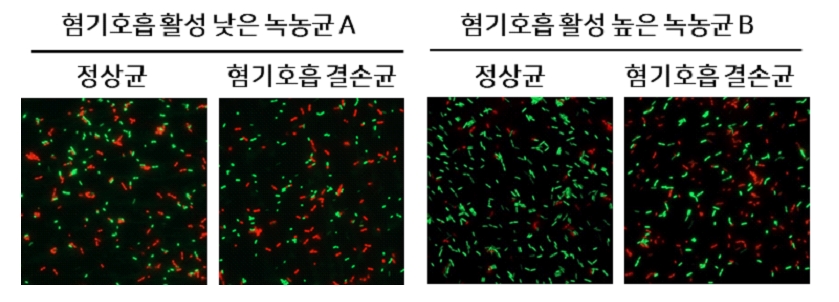 녹농균이 혐기호흡을 통해 항생제 저항성을 나타내는 기전 (초록색은 생존 세포, 붉은색은 사멸 세포를 나타냄)(좌) A의 정상균은 혐기호흡 활성이 낮은 만큼 혐기호흡 유전자의 결손여부와 무관하게 폴리믹신B를 처리하면 세포의 사멸이 많이 관찰됨(우) B의 정상균은 혐기호흡 활성이 높아 동일한 조건에서 A에 비해 세포의 사멸이 확연히 줄어들지만, 혐기호흡 유전자가 결손되면 세포의 사멸이 증가함.