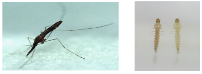 중국 얼룩날개모기 암컷 성충(좌) 및 유충(우)