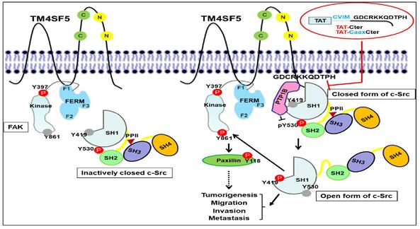 TM4SF5 결합에 의한 종양단백질 c-Src 활성화 상세 기전 규명(왼쪽) 세포막에 존재하는 TM4SF5 단백질의 세포 내부 loop에 FAK이 결합하고 C-꼬리 부위에 타이로신 530이 인산화되어 불활성화된 c-Src가 접근할 수 있다.(오른쪽) TM4SF5의 C-꼬리 부위에 불활성화된 c-Src가 접근하여 결합했을 때, PTP1B도 결합해 타이로신 530을 탈인산화 시킨다. 이에 따라 c-Src는 구조변화를 일으키고 활성화된다.(오른쪽 아래) 활성화된 c-Src는 또한 세포 내부 loop에 결합한 FAK을 인산화/활성화시킬 수 있어, 스스로 혹은 FAK/paxillin과의 신호연계를 통해 종양형성 및 암전이 기능을 향상시킬 수 있다.그림설명 및 그림제공 : 서울대학교 이정원 교수