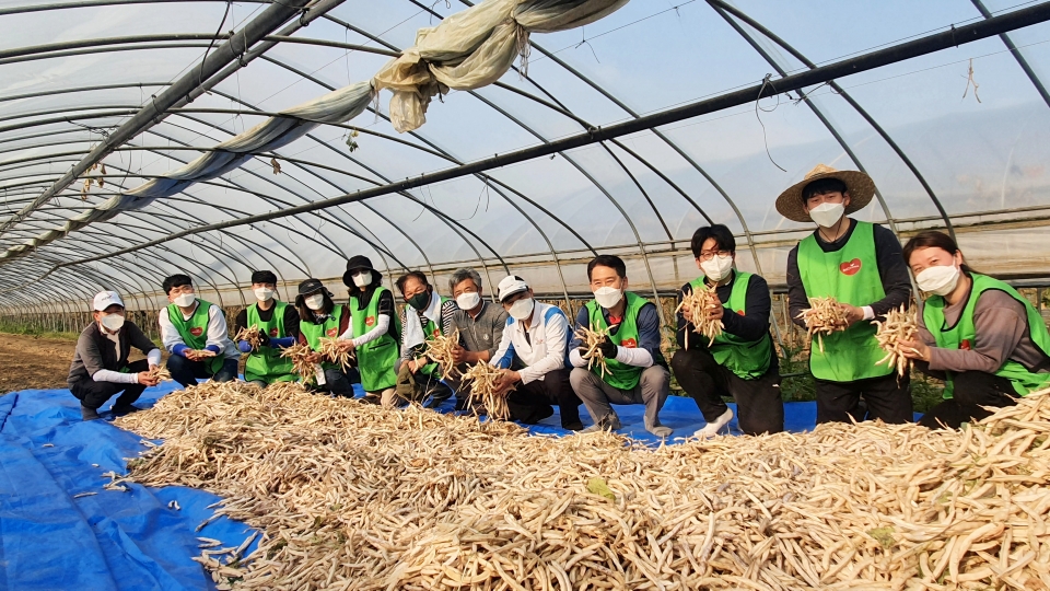 한국건강관리협회 직원들이 콩 수확 일손돕기에 동참하고 있다. [사진=한국건강관리협회 제공]
