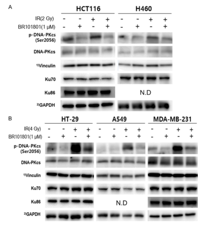 [그림설명2] 다양한 고형암 세포주에서 BR101801이 방사선 조사에 의한 증가된 DNA-PK를 크게 억제시키는 것을 확인함.