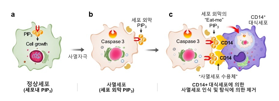 세포 생존과 사멸의 상반된 운명을 결정하는 PIP3의 신호전달 기능a) PIP3가 세포 내에 존재 시 생존을 위한 성장을 자극하는 신호로 작용한다.b) 세포사멸*(apoptosis, necroptosis, ferroptosis 등)을 촉진하는 약물 작용에 의해 세포막 표면에 PIP3가 노출되어 대식세포에 의해 제거 되어야하는 'eat-me' 신호가 표시된다. * 세포사멸 : 세포자살(apoptosis), 네크롭토시스(necroptosis), 퍼롭토시스(ferroptosis) 등 다양한 세포사멸 기전이 존재하는 것으로 알려져 있다.c) 사멸세포 외막에 노출된 'eat-me' PIP3는 대식세포의 CD14 단백질 수용체에 인식되어 탐식작용에 의해 제거된다. 즉 PIP3가 세포 내막에 존재 하면 세포의 성장과 생존을 촉진하는 신호로 작용하고, PIP3가 세포 외막에 노출되면 세포의 죽음을 표시하여 대식세포가 인식 및 제거하는 'eat-me' 신호로 작용함을 증명했다.