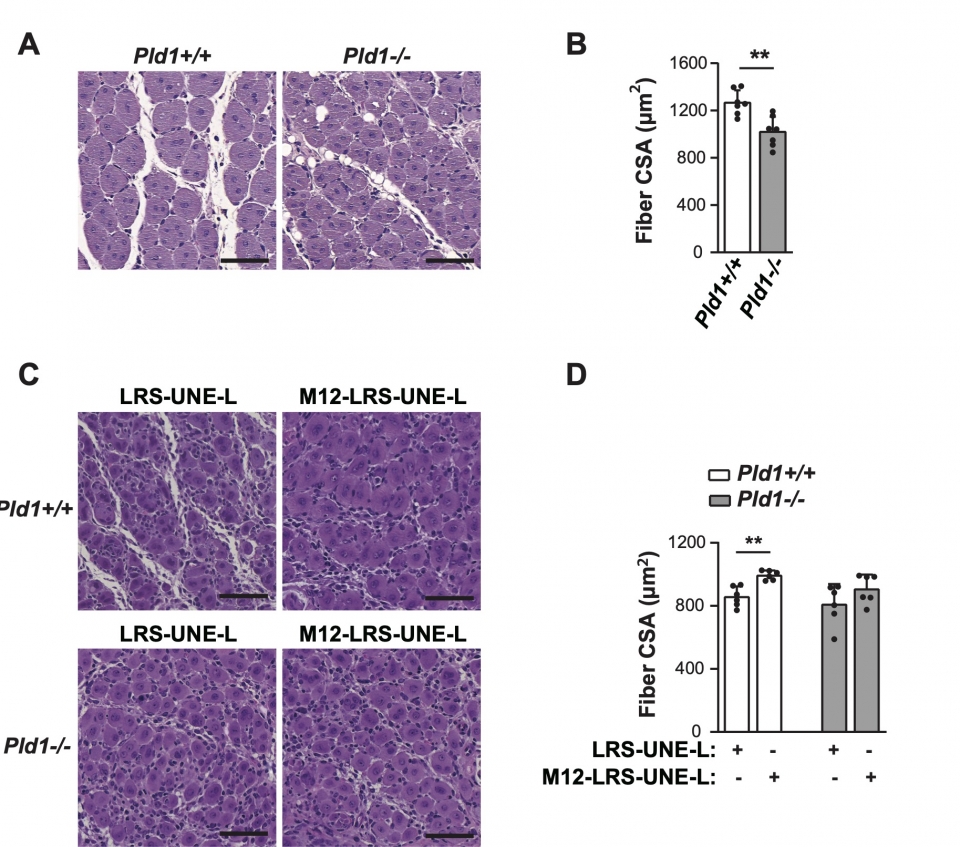 근육 특이적 M12-LRS-UNE-L의 근육 재생 증진 효과 확인.