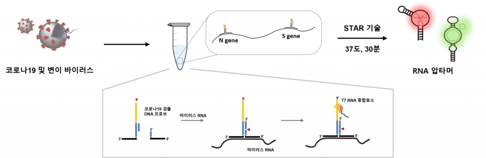 코로나19 및 변이 바이러스의 신속 검출을 위한 신규 등온핵산증폭기술의 모식도코로나19 및 변이 바이러스가 존재할 경우, 바이러스의 유전물질(RNA)은 DNA 프로브의 3-방향 접합(three-way juction)구조를 형성하고, T7 RNA 중합효소에 의한 전사반응을 진행함. 결과적으로 많은 양의 RNA 압타머가 생성되고, 이는 형광 염료와 결합하여 향상된 형광 신호를 발생하게 됨. 하나의 효소(T7 RNA 중합효소)를 이용하여 37도, 30분 반응을 통하여 타겟 유전자 마커의 분석을 완료할 수 있으며, 추가적인 표지과정 없이 저렴하고 손쉽게 DNA 프로브를 디자인하여 코로나19 및 변이 바이러스의 다중분석(multiplex analysis)이 가능함. 그림설명 및 그림제공 : 건국대학교 박기수 부교수