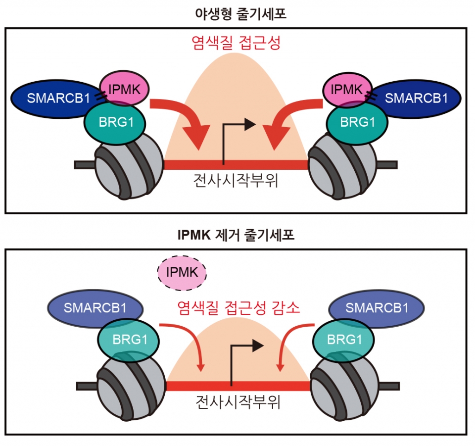  IPMK 효소에 의한 SWI/SNF 단백질 복합체의 기능조절 (위) 야생형 줄기세포에서는 IPMK-SWI/SNF 결합에 의하여 유전체의 특정 크로마틴에 적절하게 작용가능함 (아래) IPMK 제거 줄기세포에서는 SWI/SNF 단백질 복합체가 크로마틴 접근성에 장애가 발생하여 정상적인 후성유전 조절이 실패함.  사진 및 사진설명 제공 : 한국과학기술원 김세윤, 이대엽 교수