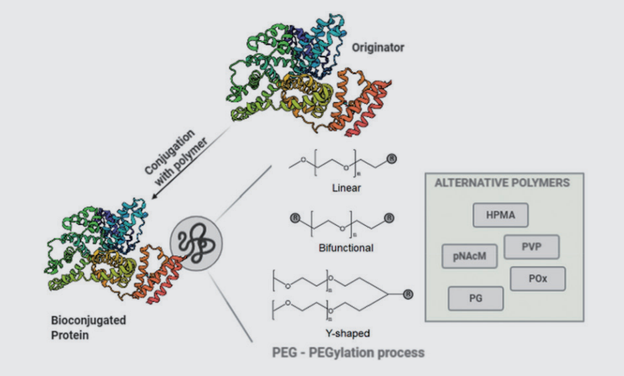 Bioconjugation을 위한 대체 고분자 및 PEGylation 의 모식도 [출처: Drug Discovery Today]