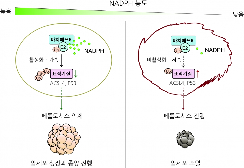 <strong>NADPH를 감지해 페롭토시스 억제함으로써 암세포 성장과 종양 진행을 증진하는 마치에프6 유비퀴틴 리가아제의 작동 모식도.</strong><br>세포 내 NADPH 함량이 충분할 때는, NADPH가 마치에프6에 직접 결합해 페롭토시스 유도 핵심단백질인 p53과 ACSL4의 유비퀴틸화를 촉진하고 분해를 가속한다. 이는 마치에프6가 페롭토시스를 억제해 암세포가 성장할 수 있도록 한다. 반대로, 페롭토시스 유발 스트레스로 인해 NADPH의 함량이 특정 기준치 이하로 떨어질 때는 마치에프6의 활성도가 낮아지게 되고, 그 결과 안정화된 페롭토시스 유도 단백질들에 의해 세포사멸이 일어난다. 이는 효과적으로 암세포의 소멸을 유도한다. [그림 설명 및 제공=포항공과대학교 생명과학과 황철상·이윤태 교수]