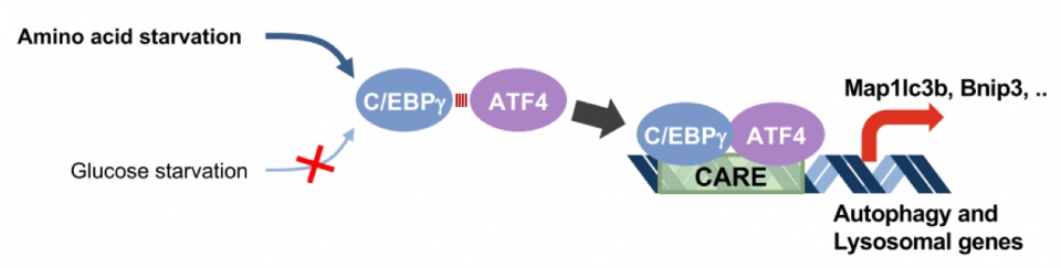 <strong>아미노산 결핍 상황 특이적으로 작동하는 새로운 오토파지 조절인자 C/EBP 조절 기전</strong><br>세포에 아미노산 결핍이 인지되면&nbsp;C/EBP 단백질의 양이 증가하고 증가한&nbsp;C/EBP가&nbsp;ATF4&nbsp;단백질과 결합해 오토파지 관련 유전자들에 직접 결합해 유전자가 발현되어 오토파지가 발생하게 된다. [사진=가톨릭중앙의료원 제공]