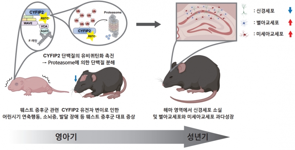 웨스트 증후군 관련 CYFIP2 유전자 변이를 갖는 생쥐 모델이 나타내는 다양한 증상 [사진=고려대의료원 제공]