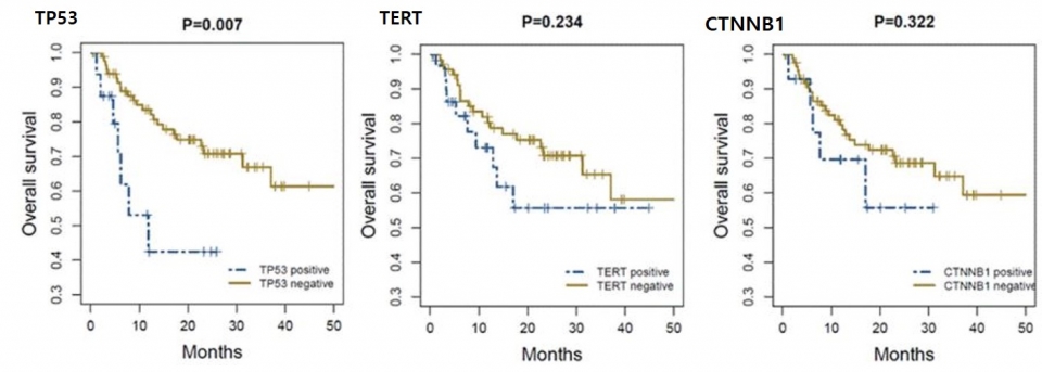 TP53 돌연변이를 보유한 간암 환자에서 그렇지 않은 환자에 비해 더 나쁜 생존율을 보였다(P=0.007). 반면 TERT와 CTNNB1 돌연변이는 환자의 생존에 유의한 영향을 주지 않았다. [사진=연세의료원 제공]