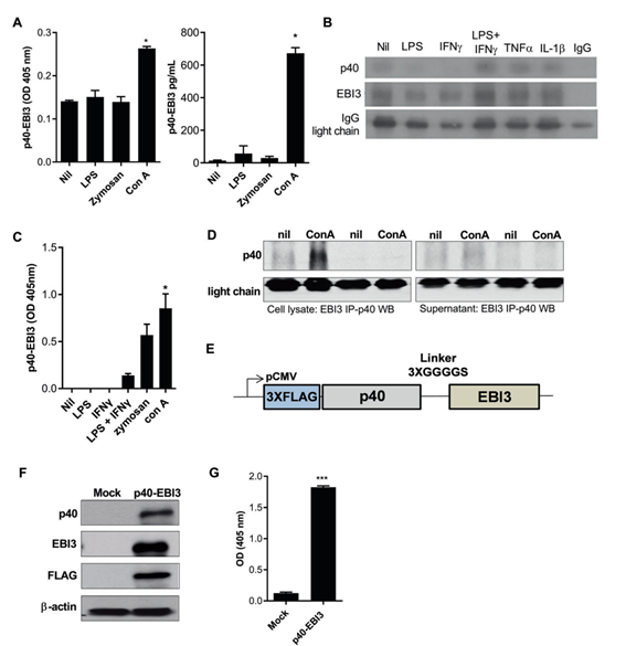 신규사이토카인 p40-EBI3 복합단백질의 마우스와 인간 면역세포 내 발현 최초 확인.
