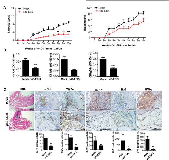 신규사이토카인 p40-EBI3 복합단백질의 류마티스 관절염 치료효과 조사.