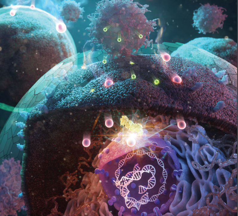 Advanced Science 최신호 표지 논문 면역항암제 면역체계