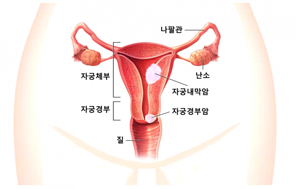 자궁의 구조